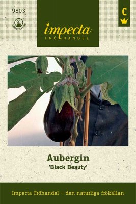 Aubergin, Black Beauty