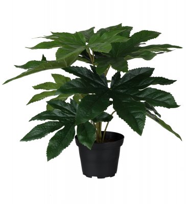 Aralia Grön 25cm