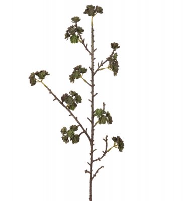 Echeveria Grön 80cm