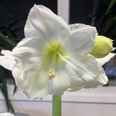 Hippeastrum White Candle ®