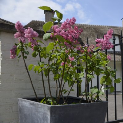 Syringa x prestoniae Miss Canada