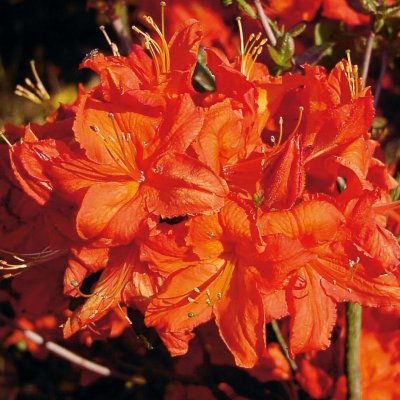 Rhododendron Knap Hill Fireball, Trädgårdsazalea, 40-50 C5