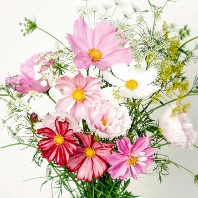 Fröbox Wild Bouquets Cosmos Collection