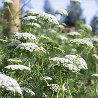 Slöjsilja, Ammi majus