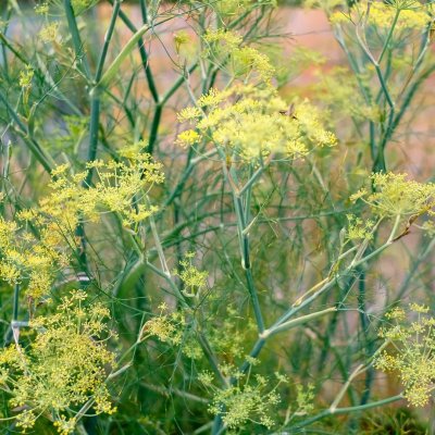 Dill
