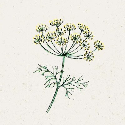 Dill