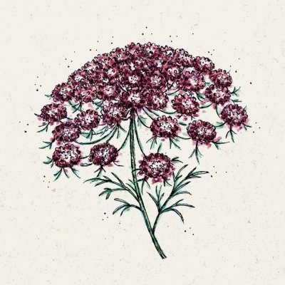 Blomstermorot, Dara