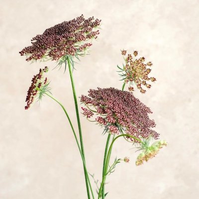 Blomstermorot, Dara