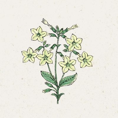 Blomstertobak, Lime Green