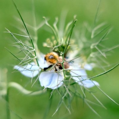 Jungfrun i det gröna, Miss Jekyll