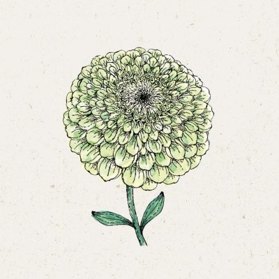 Zinnia, Benary´s Giant Lime