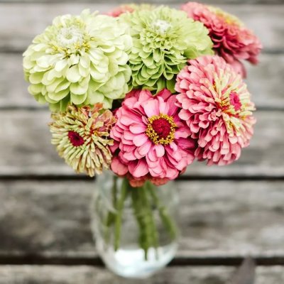 Zinnia, Benary´s Giant Lime