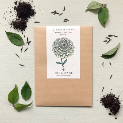 Zinnia, Benary´s Giant Lime