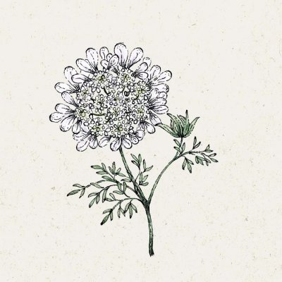 Blomsterkörvel White Lace