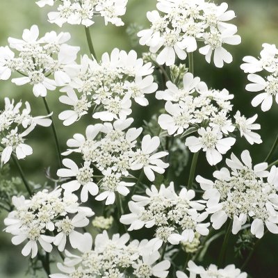 Blomsterkörvel White Lace