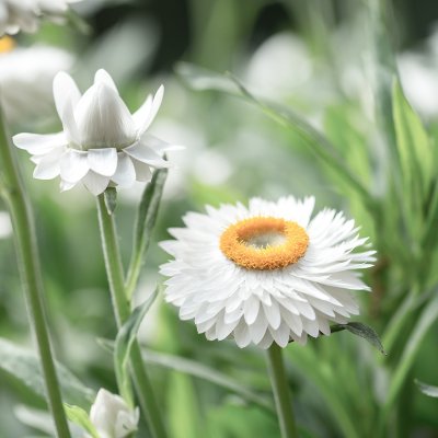 Eternell, Jätte-, White