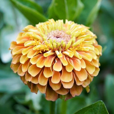 Zinnia, Queen Lime Orange