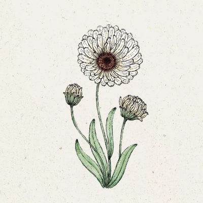 Ringblomma, Snow Princess