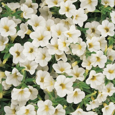 Småpetunia, Stickling, Million Bells Cabaret ® White