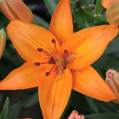 Asiatisk Lilja Abbeville´s Pride 3st