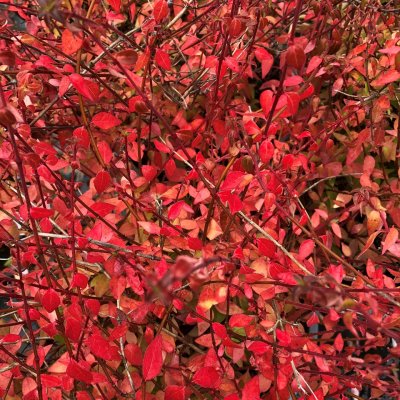 Abelia Pinky Bells ®, Abelia, C5