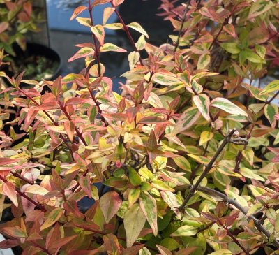 Abelia x grandiflora Kaleidoscope ®, Abelia