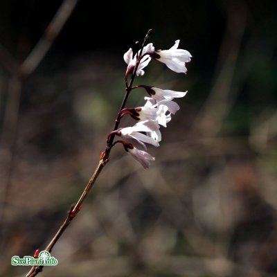 Abeliophyllum distichum, Vinterbuske, 40-50 C2