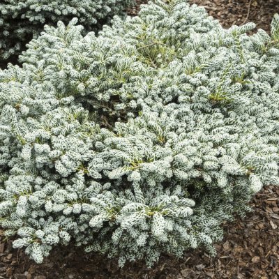 Abies koreana Kohout´s Ice Breaker ®, Koreagran