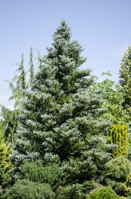 Abies koreana Silberlocke, Koreagran, C2