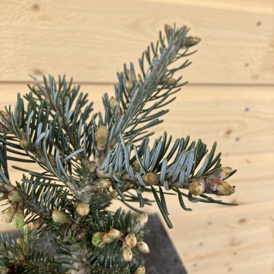 Abies koreana Tanja, Koreagran