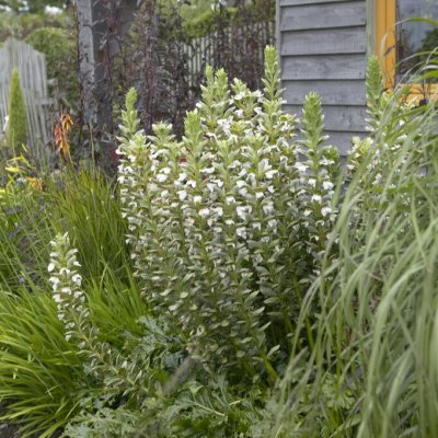 Acanthus mollis Rue Ledan, Mjukakantus