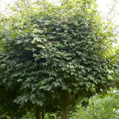 Acer campestre Nanum, Klotnaverlönn, 90 stam C7,5