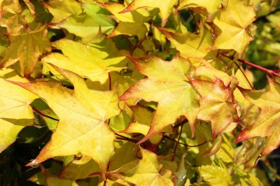 Acer cappadocicum Aureum, Turkisk Lönn, 60-80 C4