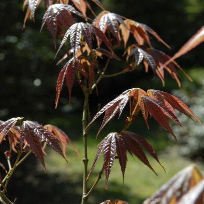 Acer elegantulum, Asiatisk lönn