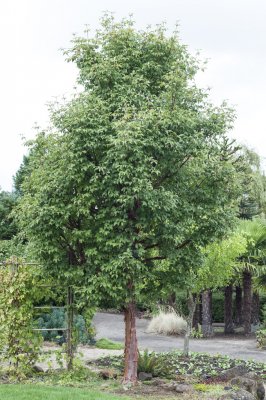Acer griseum, Kopparlönn, utr 150-175 C7,5