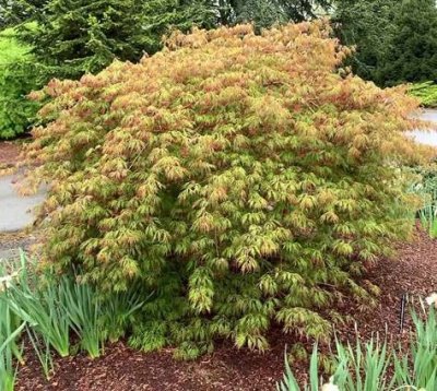 Acer Ice Dragon ® (Isiid), Hybridlönn, 50-60 C5
