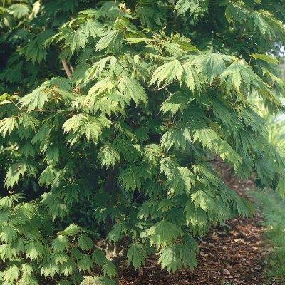 Acer japonicum Aconitifolium, Solfjäderslönn