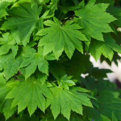 Acer japonicum Vitifolium, Solfjäderslönn, 60-80 C10