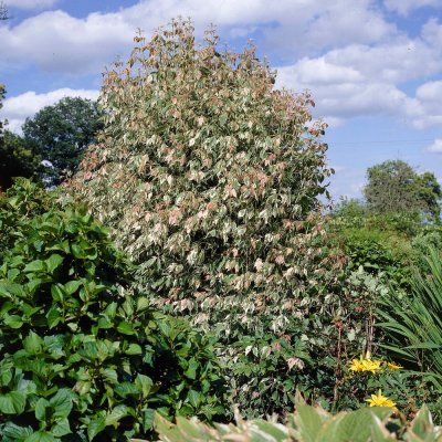 Acer negundo Flamingo, Asklönn, 150 stam C10