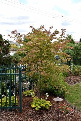 Acer North Wind ® (Isinw), Hybridlönn, 50-60 C5
