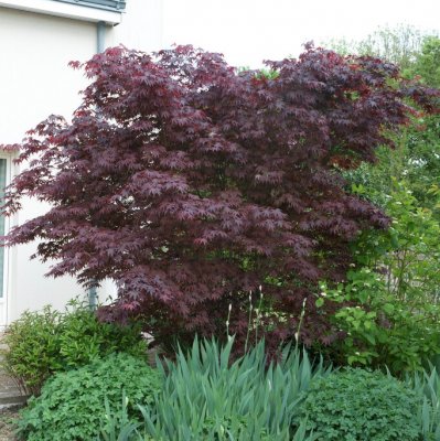 Acer palmatum Atropurpureum, Japansk Blodlönn, 90 stam C