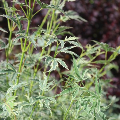 Acer palmatum Butterfly, Japansk Lönn