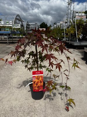 Acer palmatum Cascade Ruby