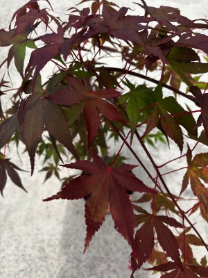 Acer palmatum Cascade Ruby2