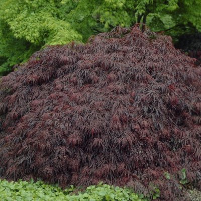 Acer palmatum Crimson Queen, Flikbladig Japansk Lönn