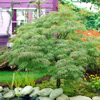 Acer palmatum Dissectum, Japansk Lönn, 120 stam C10