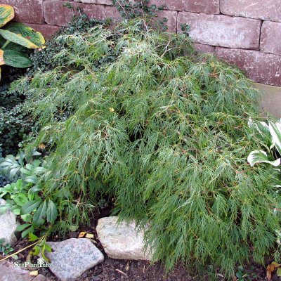 Acer palmatum Dissectum, Japansk Lönn, 30-40 C3