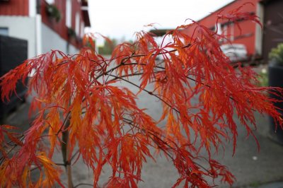Acer palmatum Dissectum, Japansk Lönn, 30-40 C3