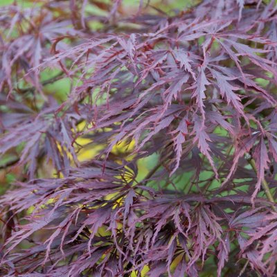 Acer palmatum Dissectum Tamukeyama, Flikbladig Japansk Lönn