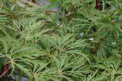 Acer palmatum Dissectum, Japansk Lönn, 30-40 C3